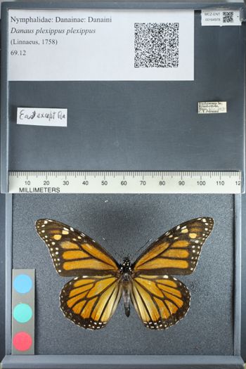 Media type: image;   Entomology 164978